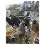1 Rooster, 5 Hens - Americanas