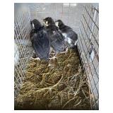 Black Baby Turkey