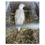 Baby Guinea
