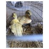 Welsh Harliquin Ducks