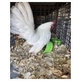 White OE Male