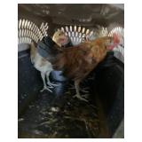 Bantam Roosters