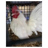 White OE Male