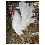 White OE Male