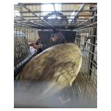 Female Guineies
