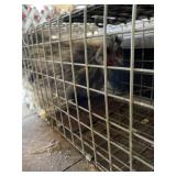 Silkie Rooster