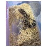 Leopard Gecho Snowmack Male
