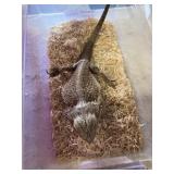 Female Bearded Dragon