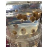 20 snails
