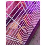 hampster with enclosure