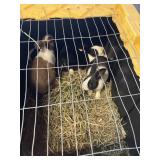 Male Dutch Rabbits
