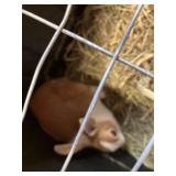 Femail Rabbits - Dutch