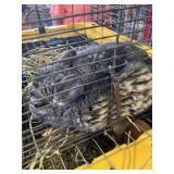 Male Chinchilla