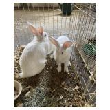Rabbits