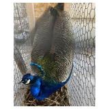 Indian Blue PAIR, 5 yr old male - 3 yr old female
