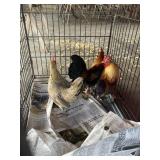 bantams