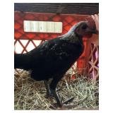 martern tgame bantam rooster