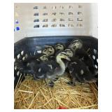 Raven Ducklings