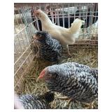 Pullets