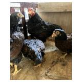 quad dark cornish bantams
