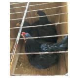 trio dark cornish bantams