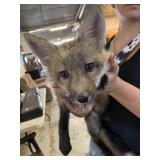 Male Red Fox