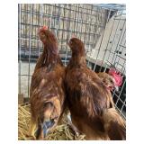 Roosters