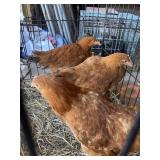 Hampshire Pullets