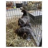 Chocolate Orphinton Pullets