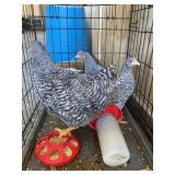 Barred Rock Roosters