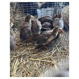 Guinea Keets