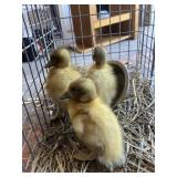 Welsh Harlequin Ducklings