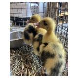 Ancona Ducklings