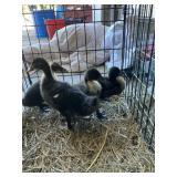 Mix Ducklings