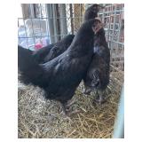 Black Pullets