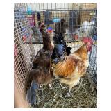 pair of chickens