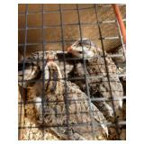 pied guinea keets
