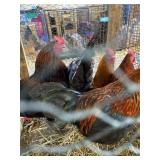 rooster