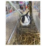 netherland dwarf rabbit