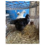 silkies