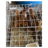 laughing chickens