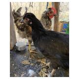 Roosters
