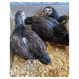 dark cornish bantams