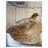 Cortex Quail