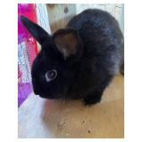 lionhead buck
