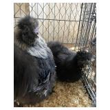 Black Silky Pair