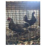 Pair Snowy Bantams & Cage