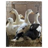 Ancona Ducks, 1 Drake, 5 Hens