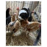 Millie Fluer Mix Bantams