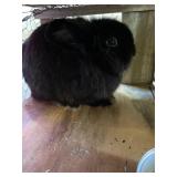 Lionhead Buck